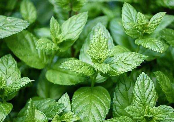 Mint